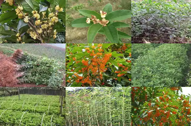桂花树可以截顶吗1683593473168