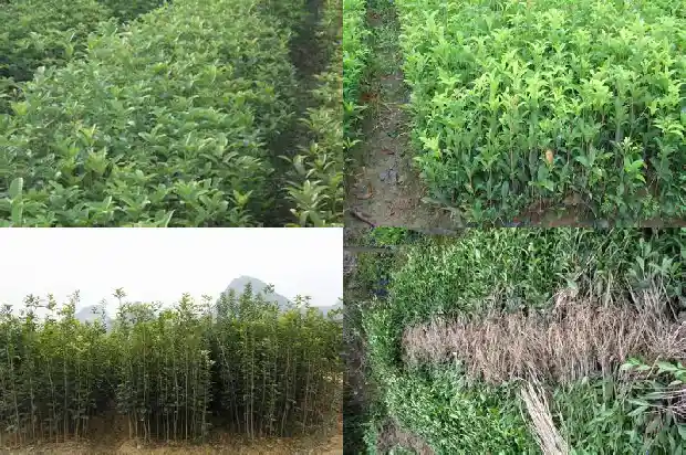 盆栽桂花的修剪方法和注意事项1683593491354