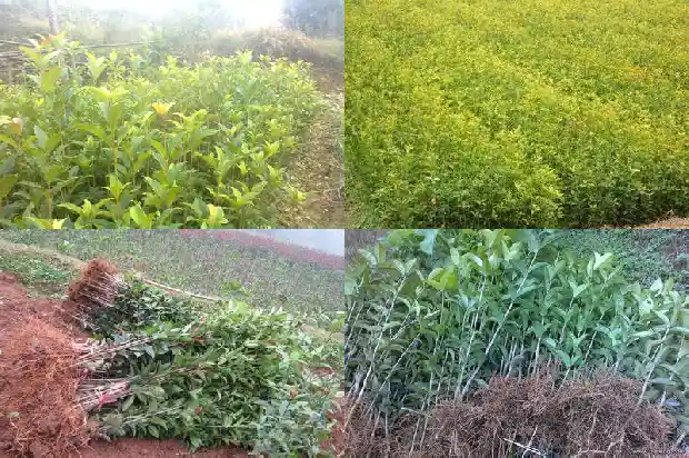 盆栽桂花的修剪方法和注意事项1683593491450