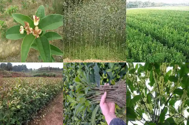 桂花新枝条开花吗1683593513020