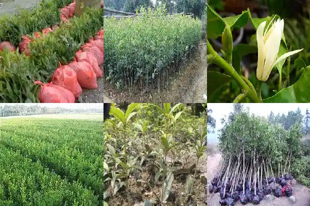 桂花新枝条开花吗1683593513115