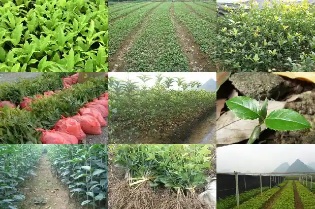 桂花新芽需要打顶吗1683593534847