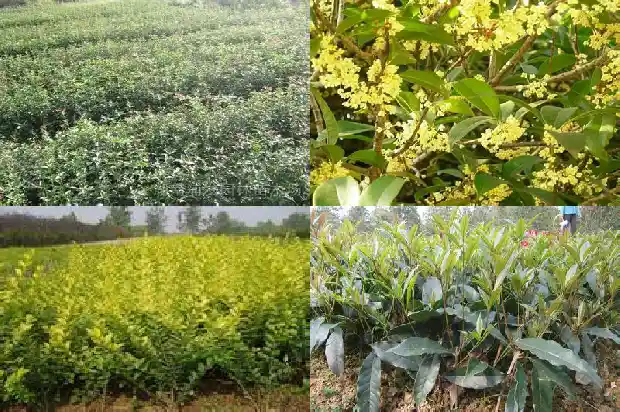 桂花新芽需要打顶吗1683593534895