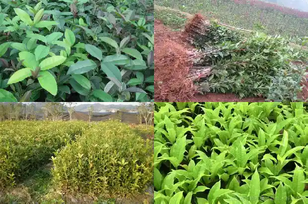 南方桂花几月份修剪打顶好?1683593574687