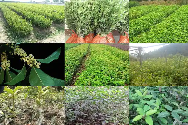 南方桂花几月份修剪打顶好?1683593574735