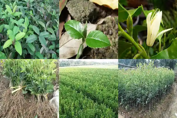 盆栽桂花怎么开花1683593611872