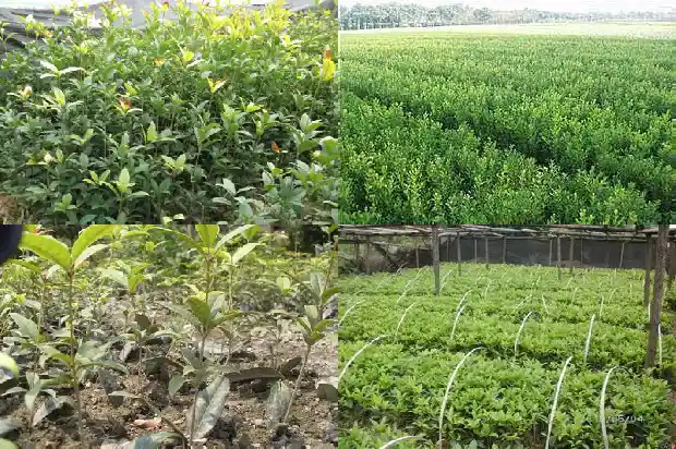 桂花怎么上盆1683593633951