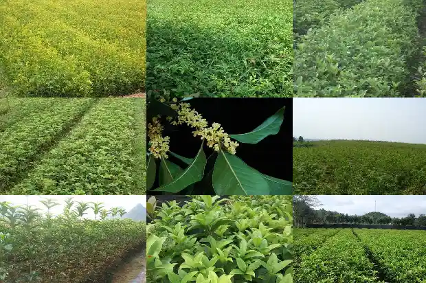 金桂花树怎样插枝种活?1683593676472