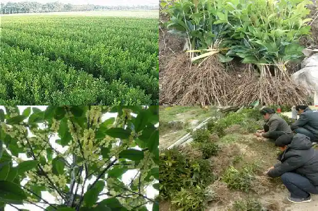 金桂花树怎样插枝种活?1683593676520