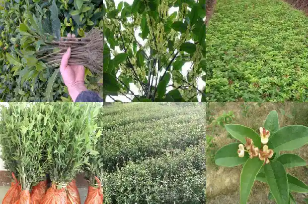 八月桂花树怎么栽种好1683593698133