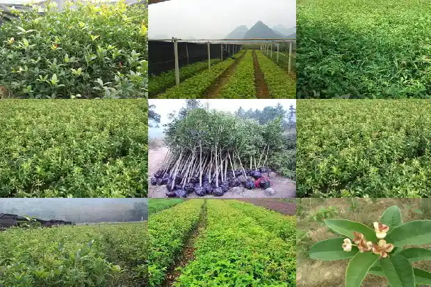 八月桂花香的作者是谁1689984771847