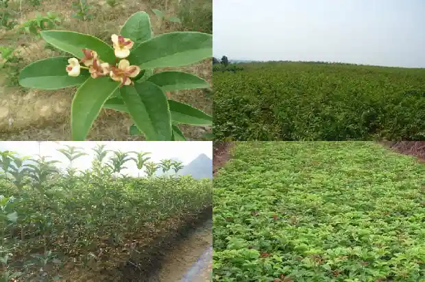 八月桂花树盆栽怎么养1683593715330