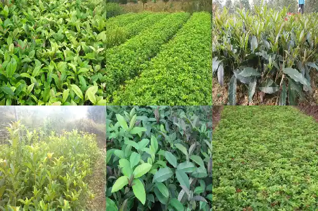 八月可以移栽桂花树吗1683593730650