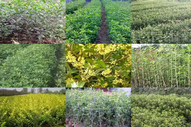 桂花树出现白色病怎样防治好1683593770528