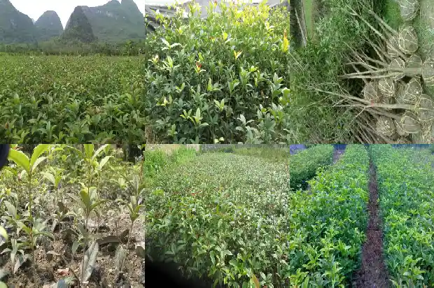 桂花树出现白色病怎样防治好1683593770624