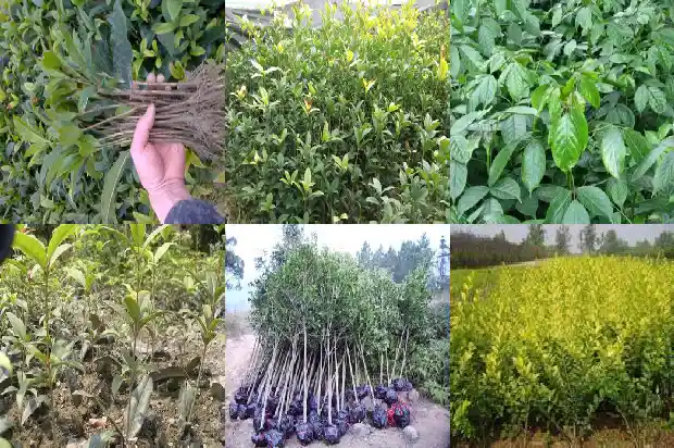 桂花树出现白色病怎样防治好1683593770671