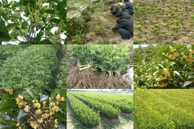 桂花树白斑病用什么药1683593788134