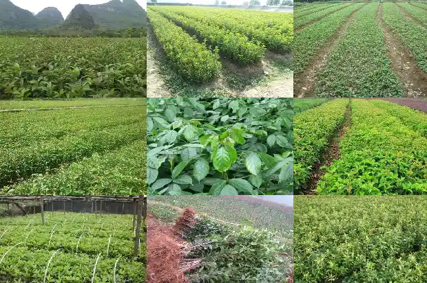 桂花树叶面花白怎么回事1683593807803