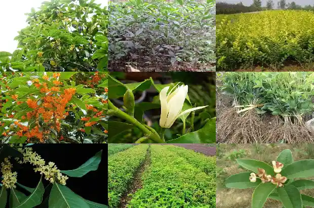 八月桂花树什么时候开花结果1683593823455