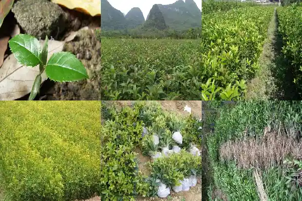 八月桂花树什么时候开花结果1683593823503