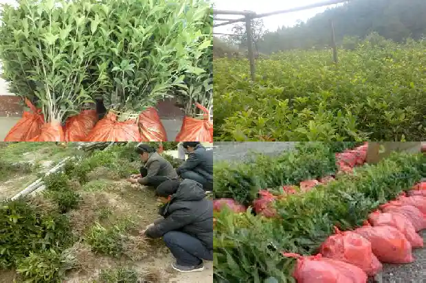 八月桂花和金桂的区别在哪1683593867372