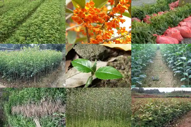 八月桂花树好不好养活1683593913172
