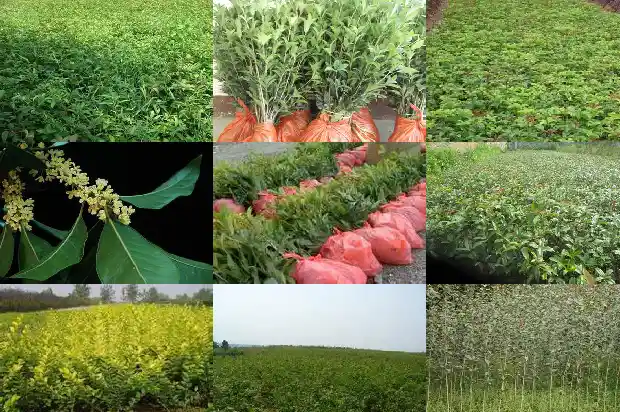 八月桂花树好不好养活1683593913220