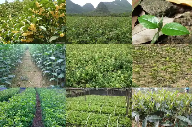 八月桂花树好不好养活1683593913268