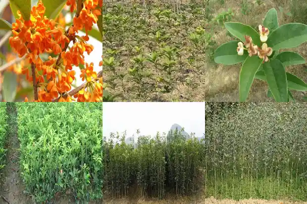 八月桂花树好不好看1683593933460