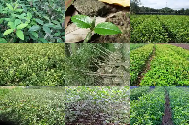 八月桂花树好不好看1683593933507