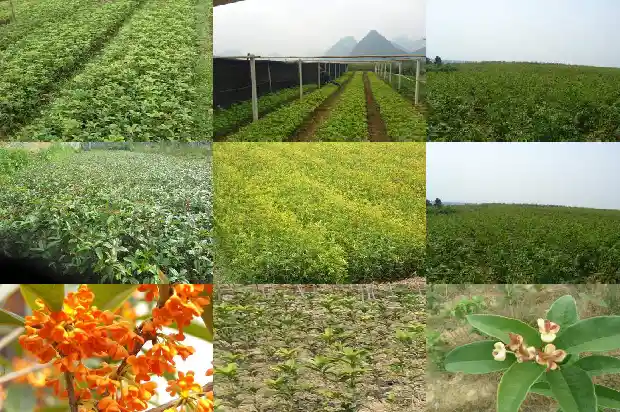 八月开花的桂花树是属什么桂花1683593948914