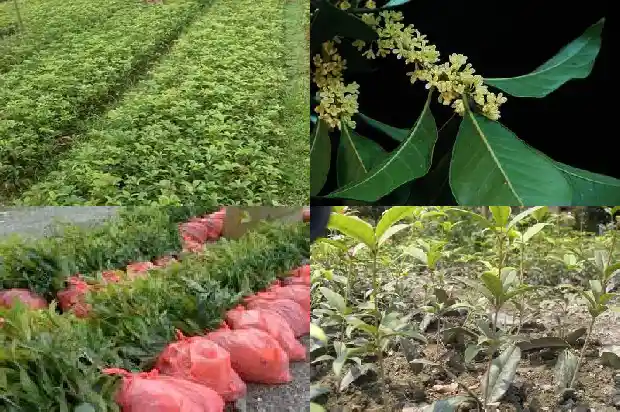 桂花8月开花叫什么桂1683593970284