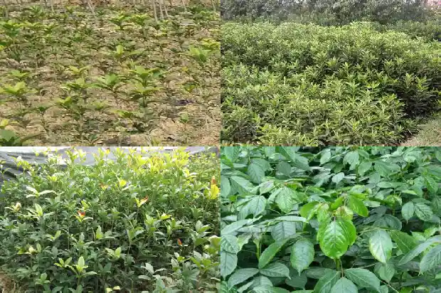 桂花8月开花叫什么桂1683593970331