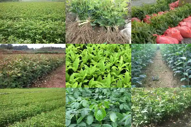 八月桂花吗1683594011283