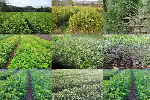 如何分辨桂花树1683594032394