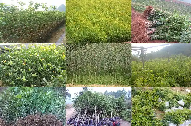 如何分辨桂花树1683594032442