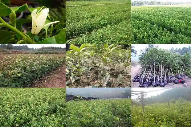 十年桂花树价格多少1689640362502