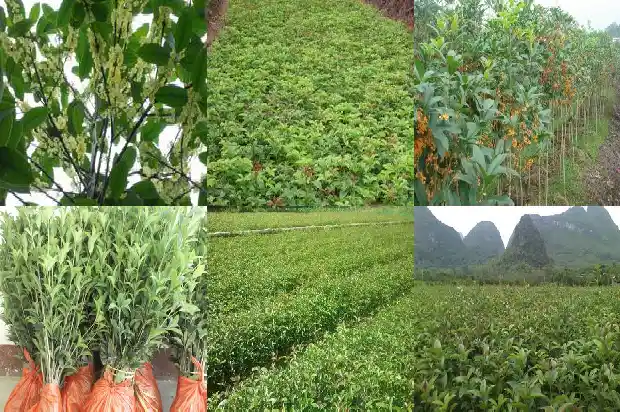 八月桂花怎样施肥用什么肥料1683594142517