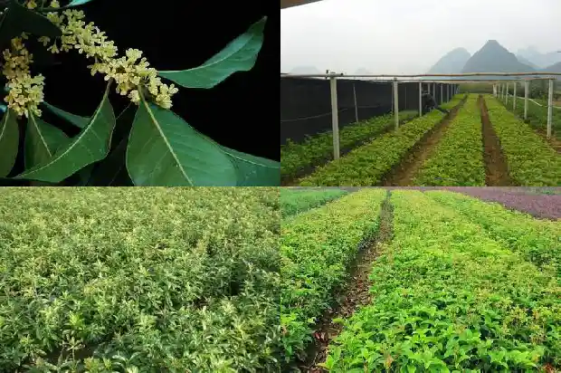 八月桂花怎样施肥用什么肥料1683594142565