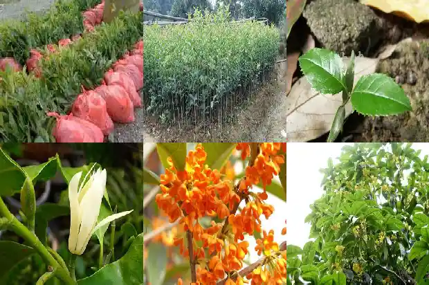 北方庭院适合什么桂花树1683594164022