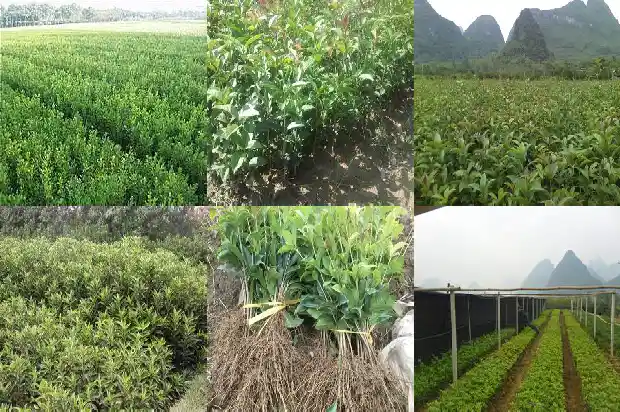 桂花在冬天的北方怎么养1683594201093
