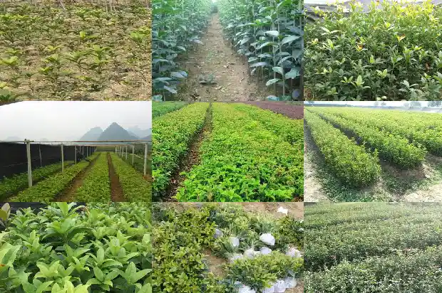 桂花在冬天的北方怎么养1683594201141
