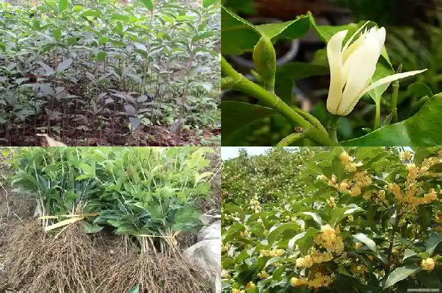 桂花适合北方养吗1683594218874
