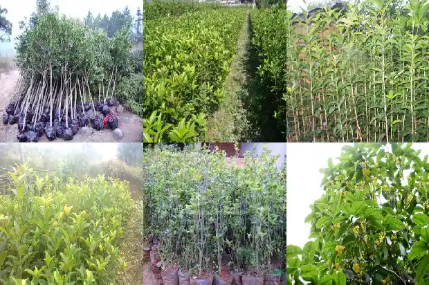 桂花适合北方养吗1683594218921