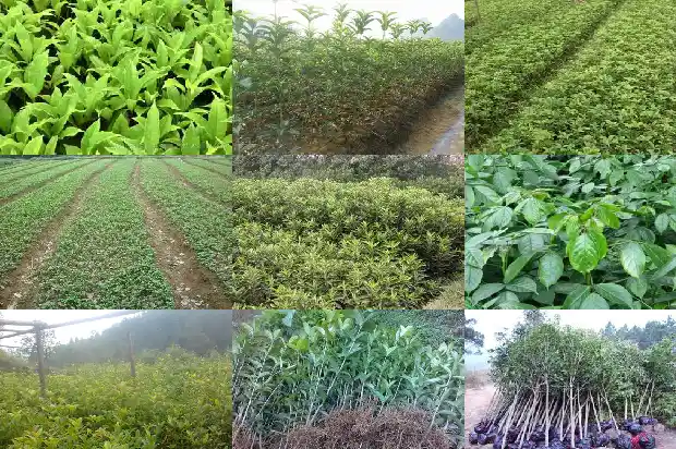 八月桂花的种植方法和技术1683594238781