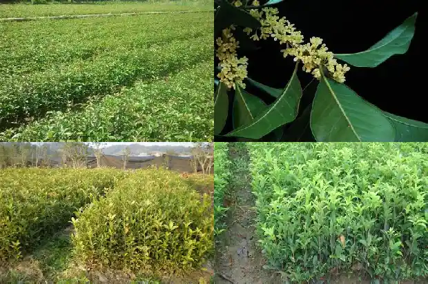 八月桂花的种植方法和技术1683594238828