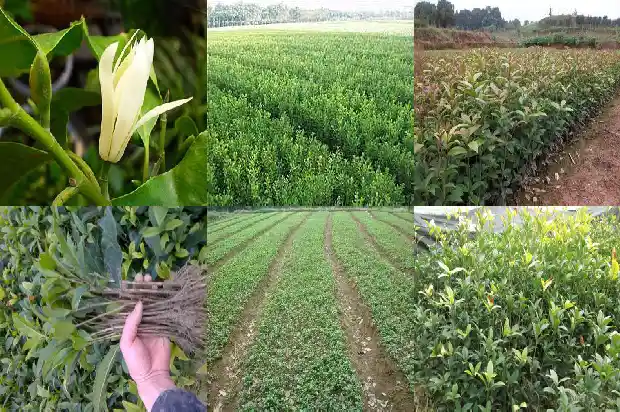 北方桂花冬天放在室外能行吗1683594298805