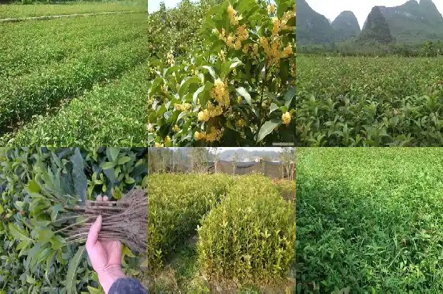 庭院种植桂花好不好看1683594340669