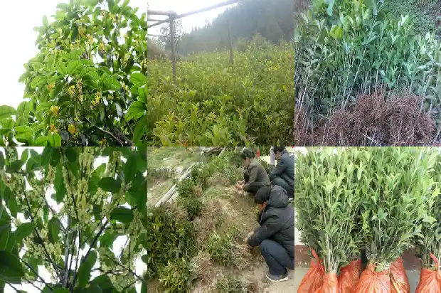 庭院种植桂花好不好看1683594340717