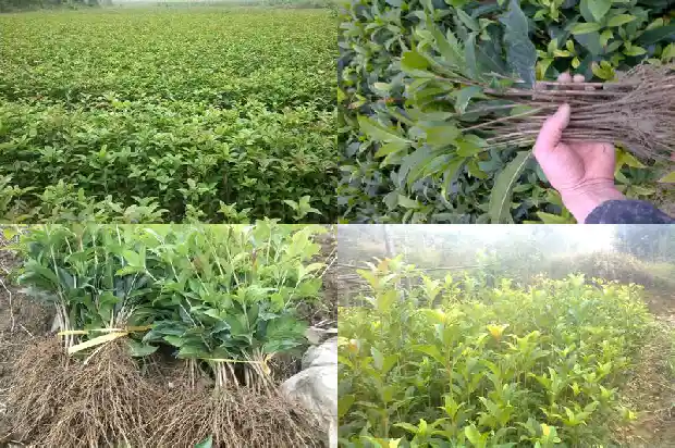 庭院栽种桂花要注意什么1683594364816